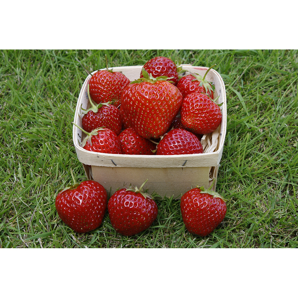 Jordgubbe Omnia Garden Fragaria Ananassa Rumba