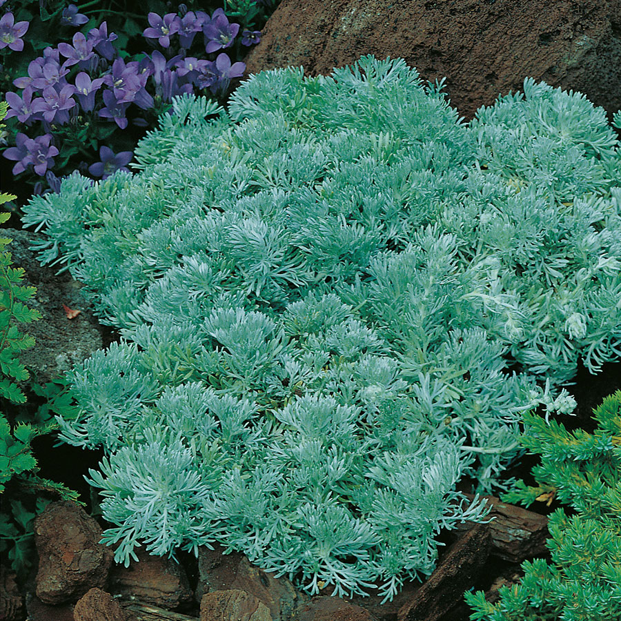 Planta Omnia Garden Krypmalört