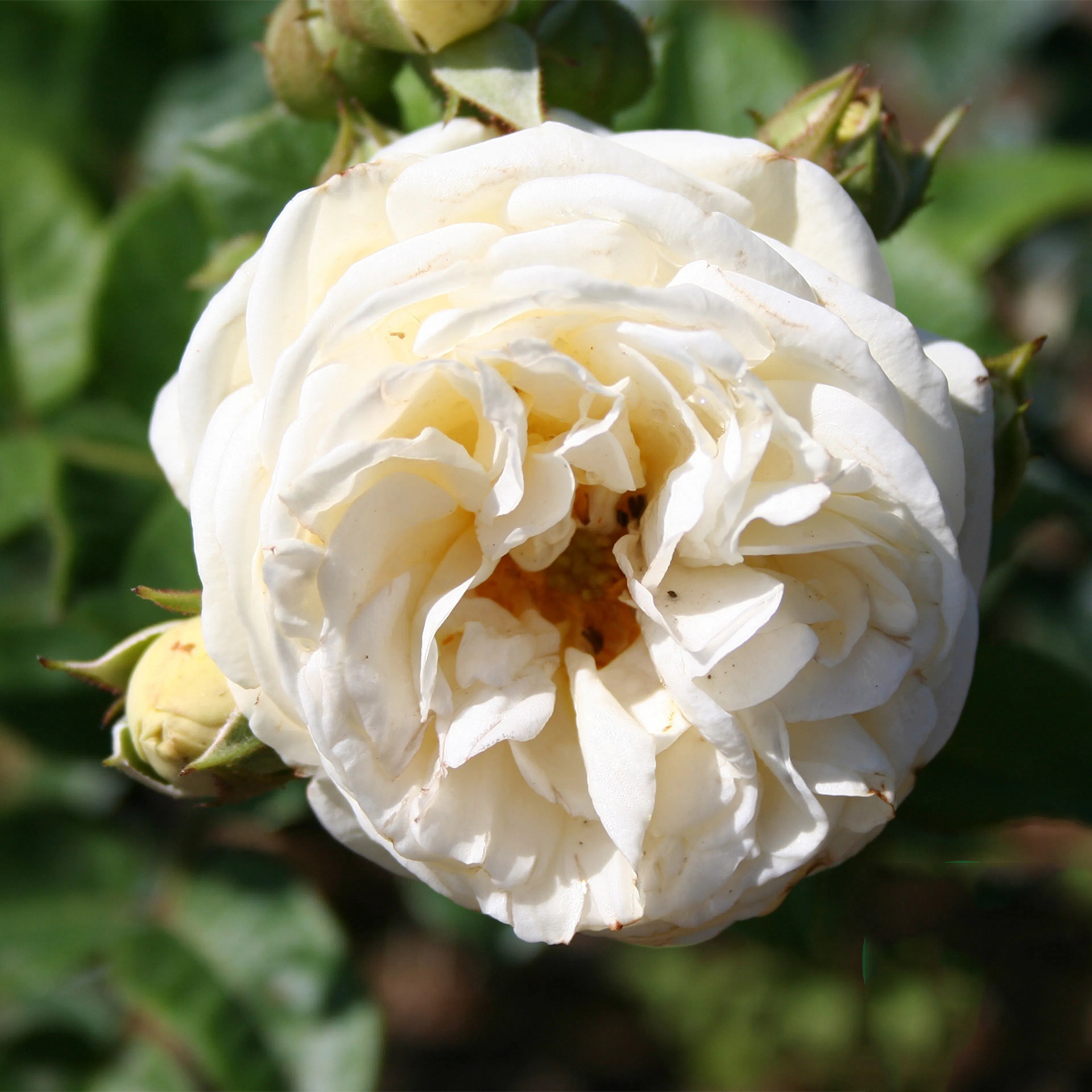 Rosa "Artemis", 10-pack 10-pack