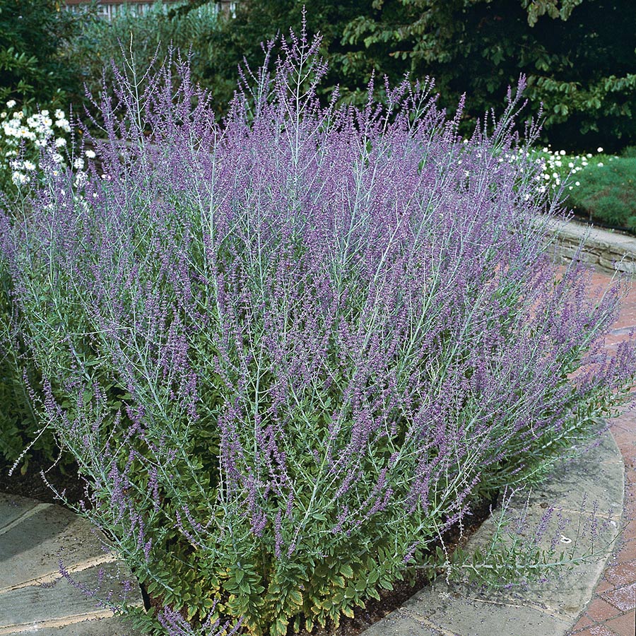 Prydnadsbuske Omnia Garden Perovskia