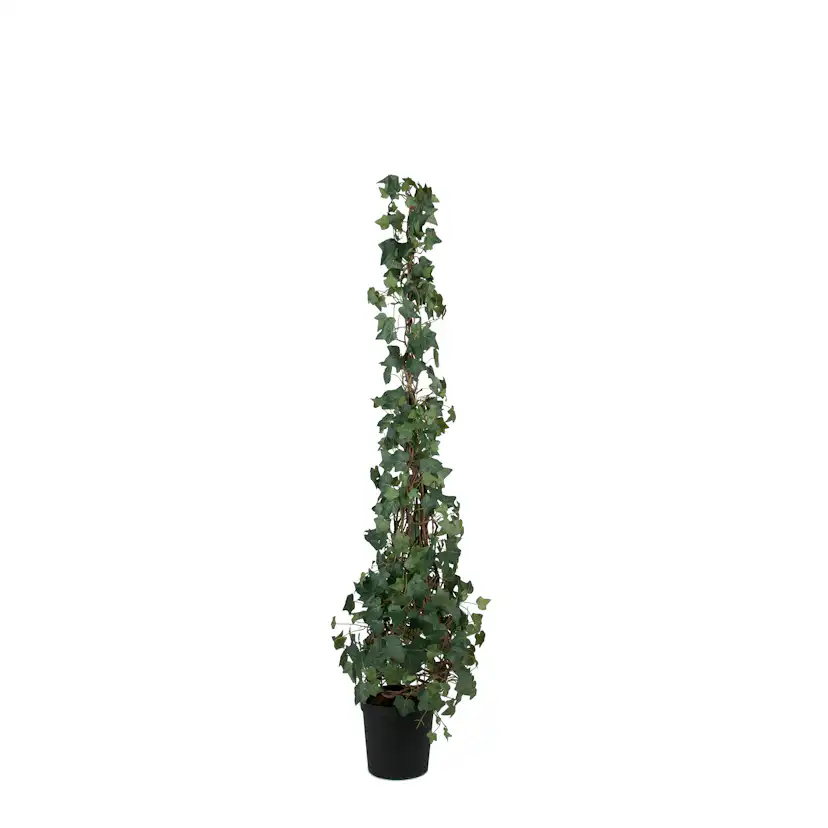 Konstväxt Mr Plant Murgröna 150-180