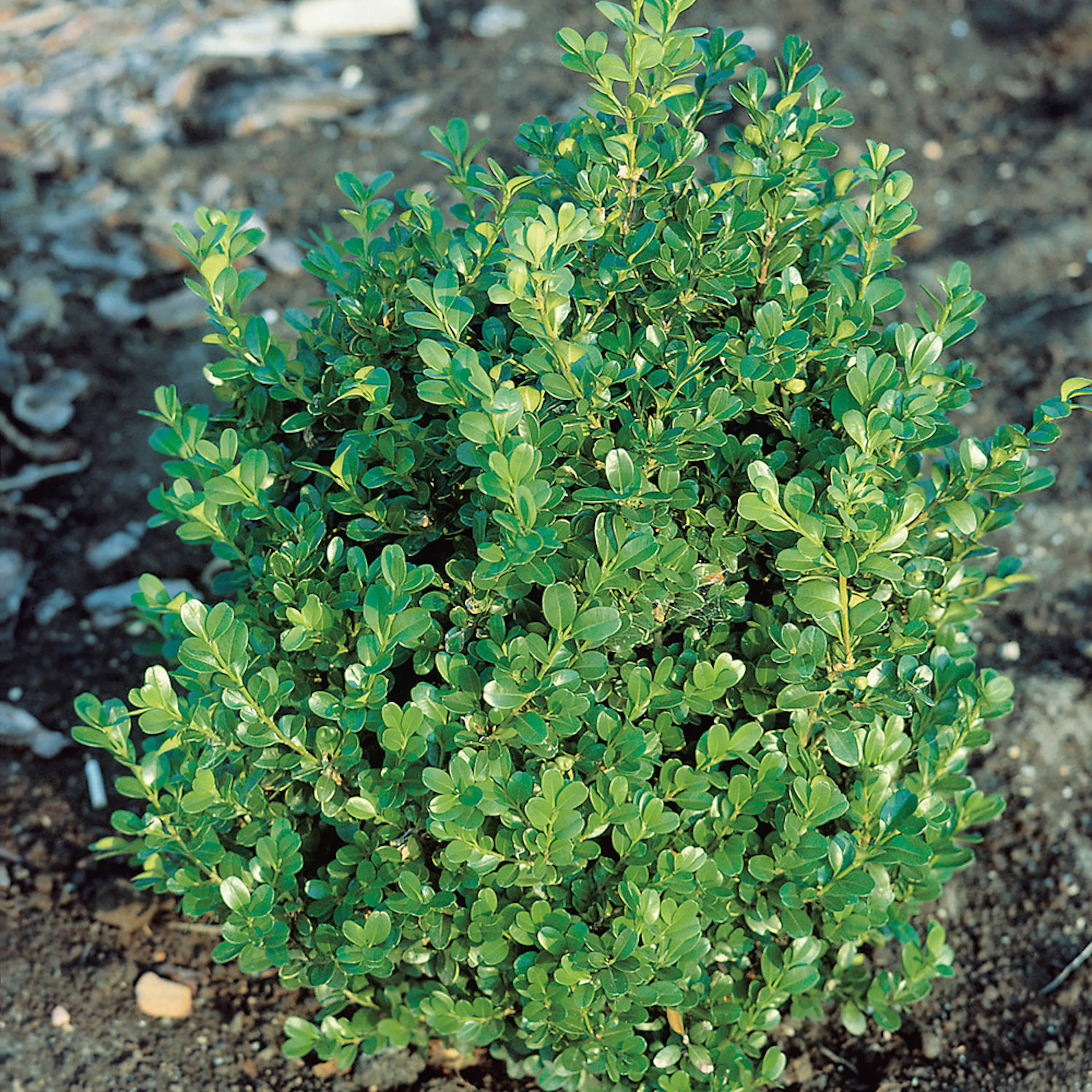 Buxus Faulkner 30-40, 10-p 10-pack