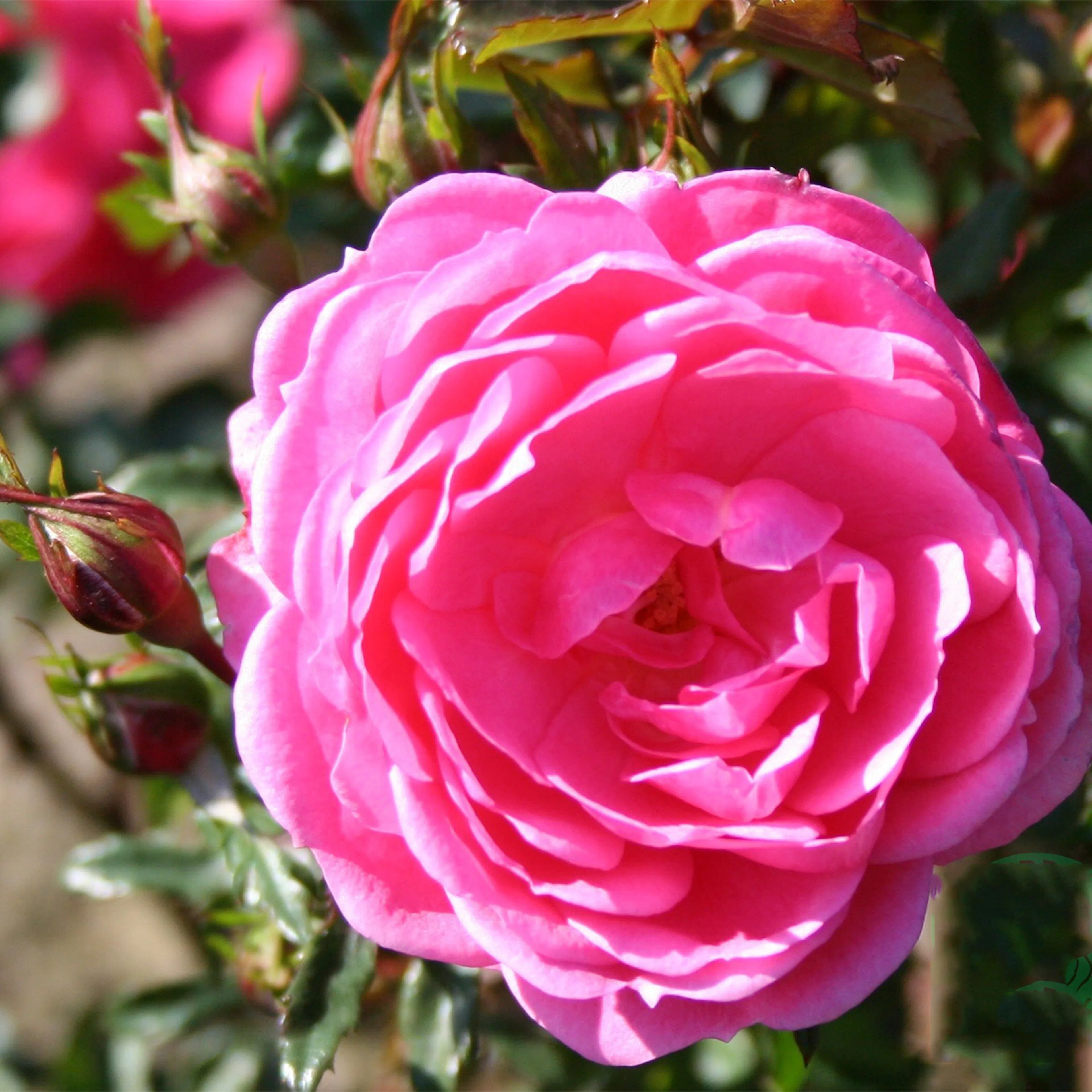 Rosa "Boogie-Woogie", 5-pack 5-pack