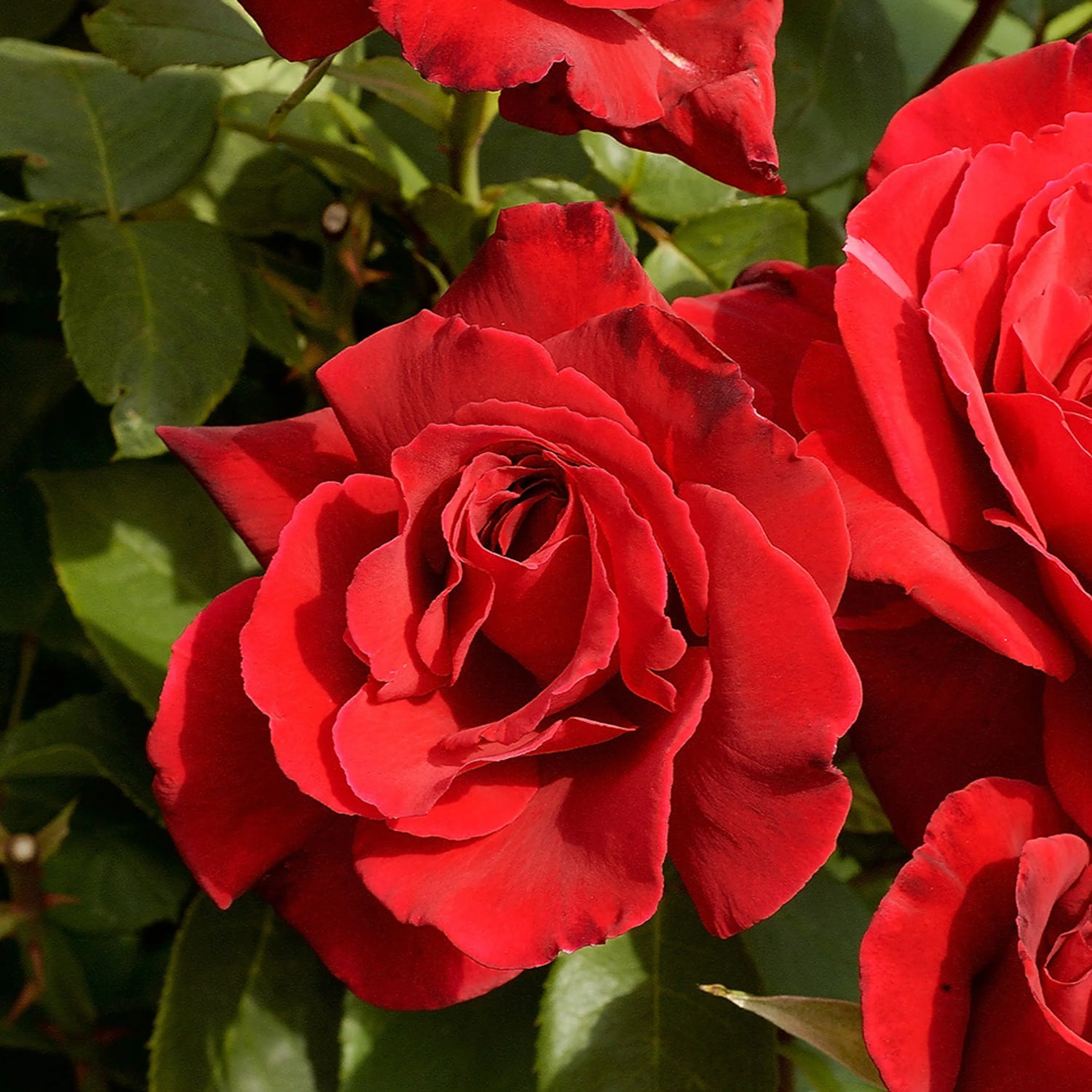 Rosa "Erotika", 5-pack 5-pack