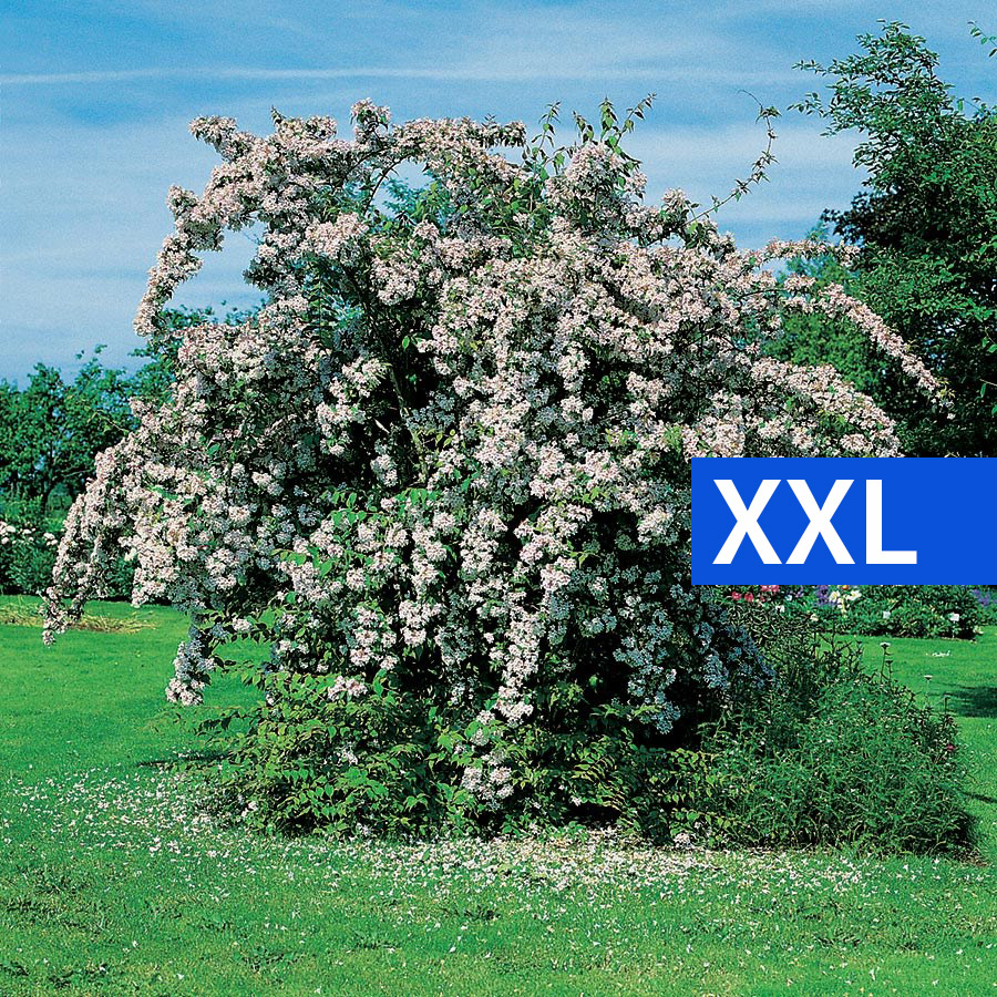 Paradisbuske Omnia Garden Solitär Prydnadsbuske Rosa Blomning 125-150 cm