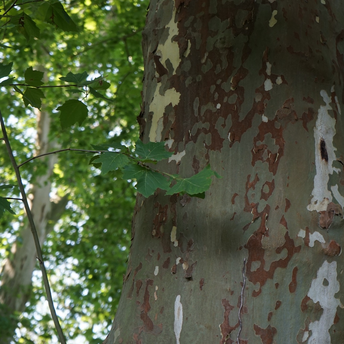 Platan Omnia Garden Platanus X Hispanica Högstam