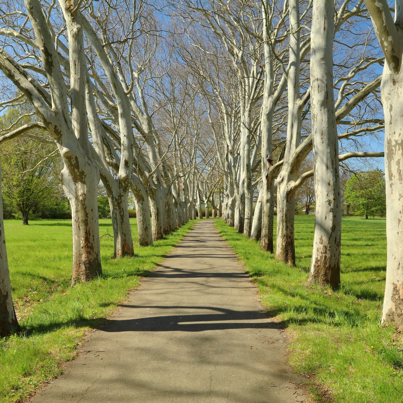 Platan Omnia Garden Platanus X Hispanica Högstam