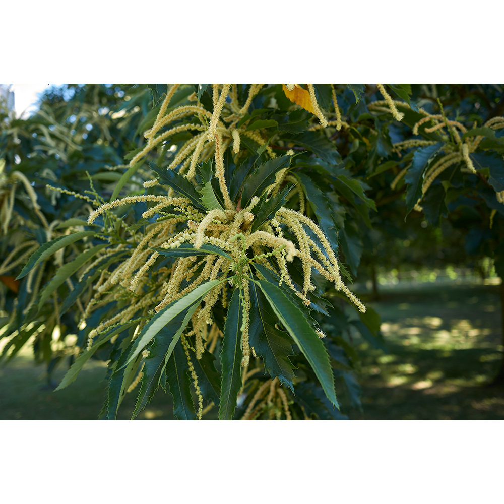 Äkta Kastanj Omnia Garden Castanea Sativa Högstam