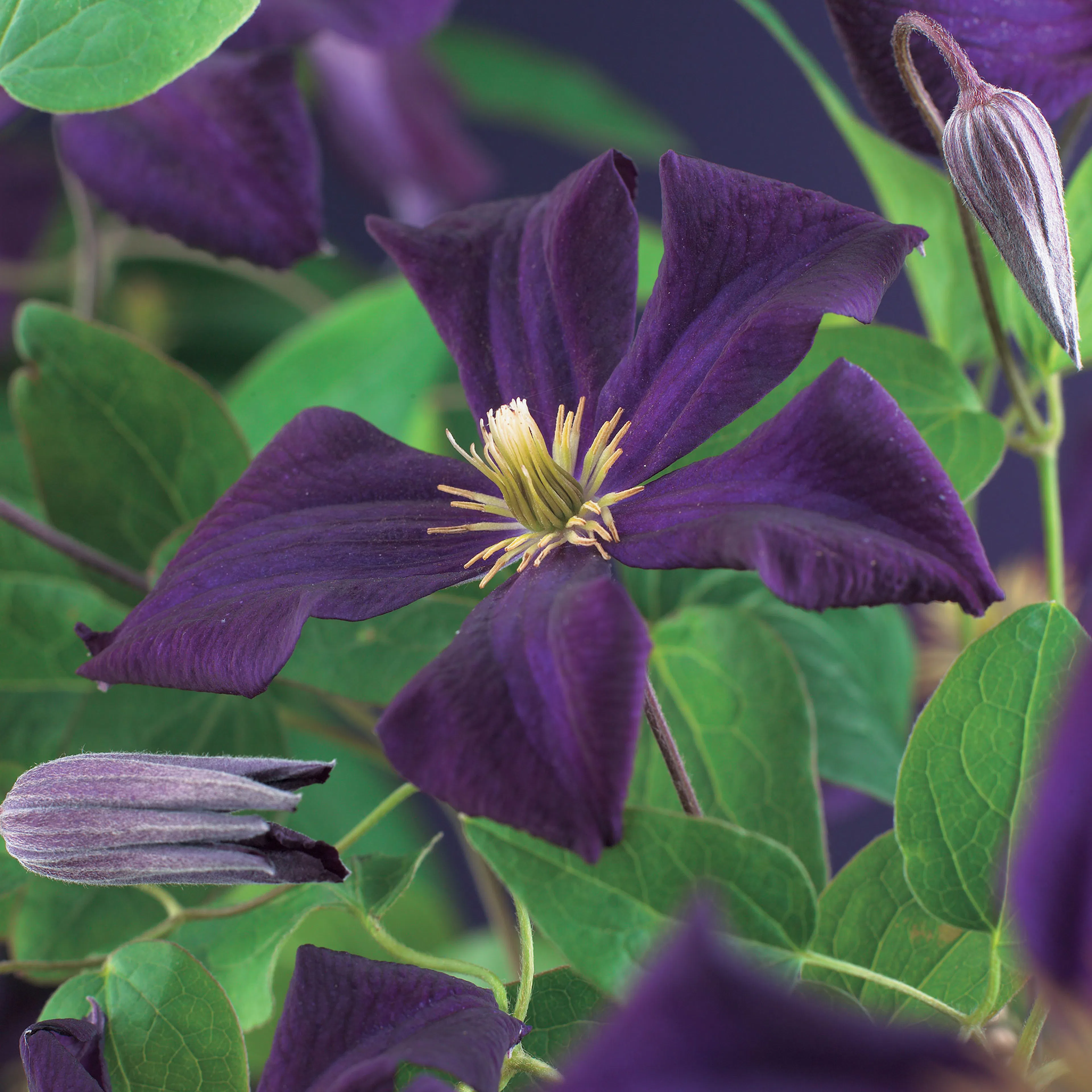 Klätterväxt Purpur Jackmanii Klematis Omnia Garden 40-60 cm