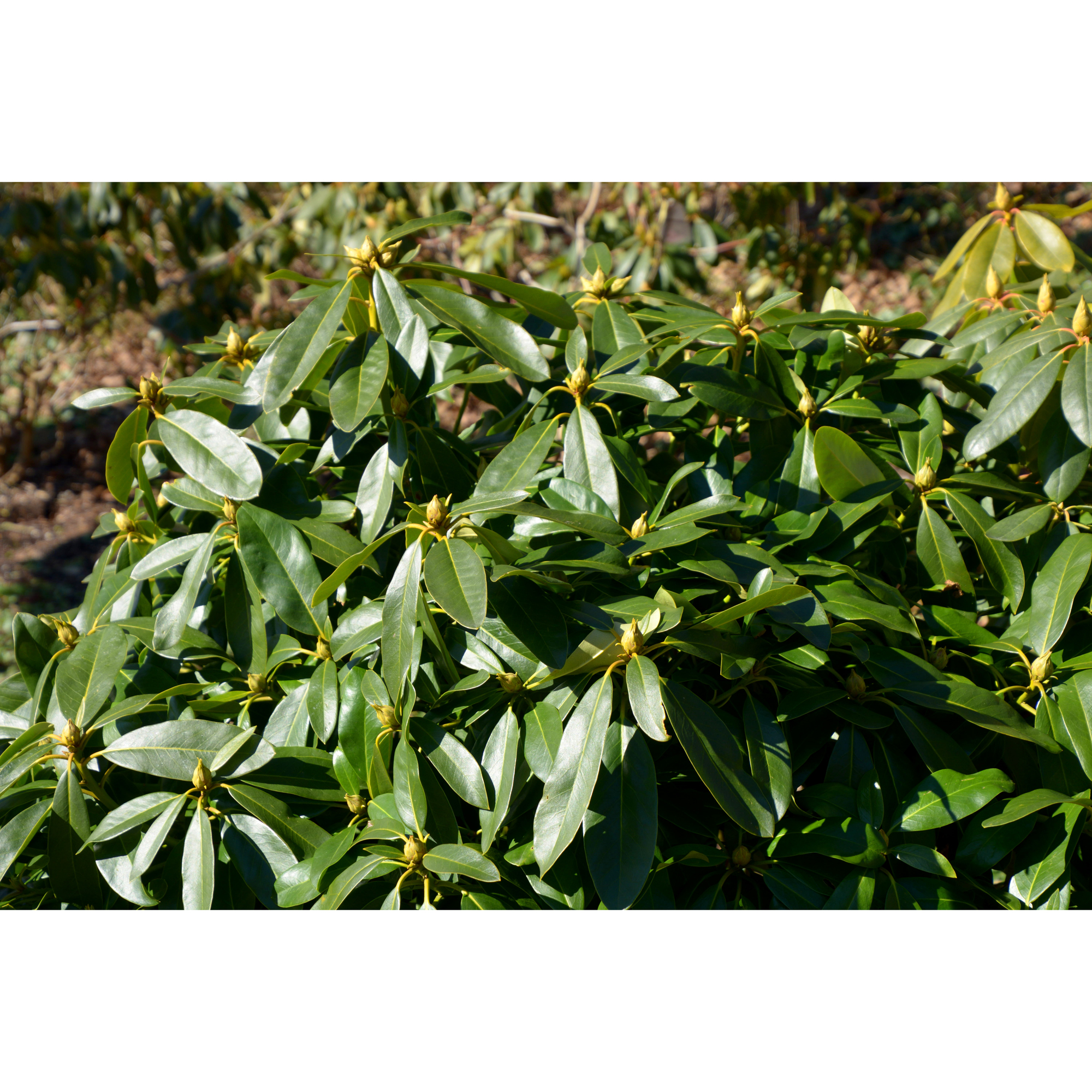 Rhododendron Omnia Garden Gomer Waterer 30-40 cm