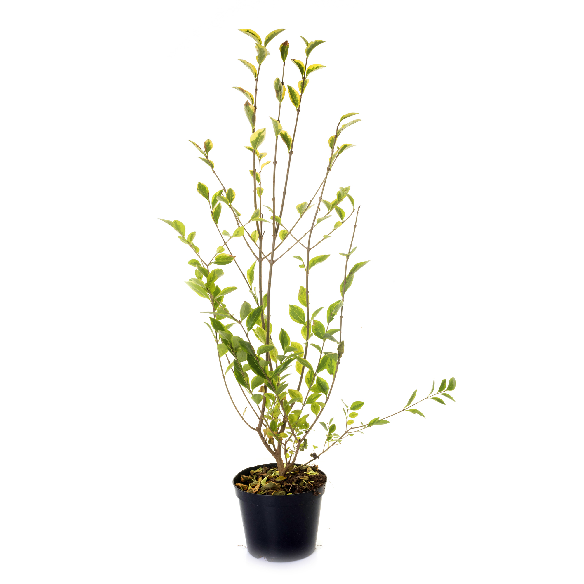 Planta Vinterliguster Liga Omnia Garden Krukodlade 10st