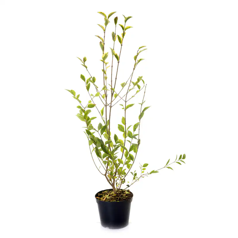 Planta Vinterliguster Liga Omnia Garden Krukodlade 10st