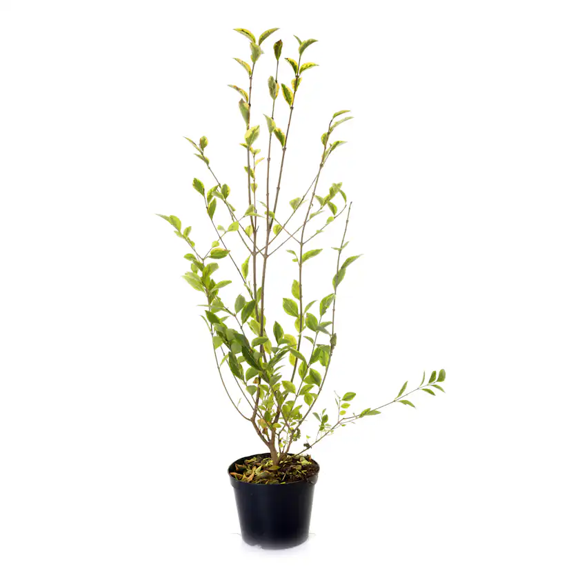 Planta Vinterliguster Atrovirens Omnia Garden Krukodlade