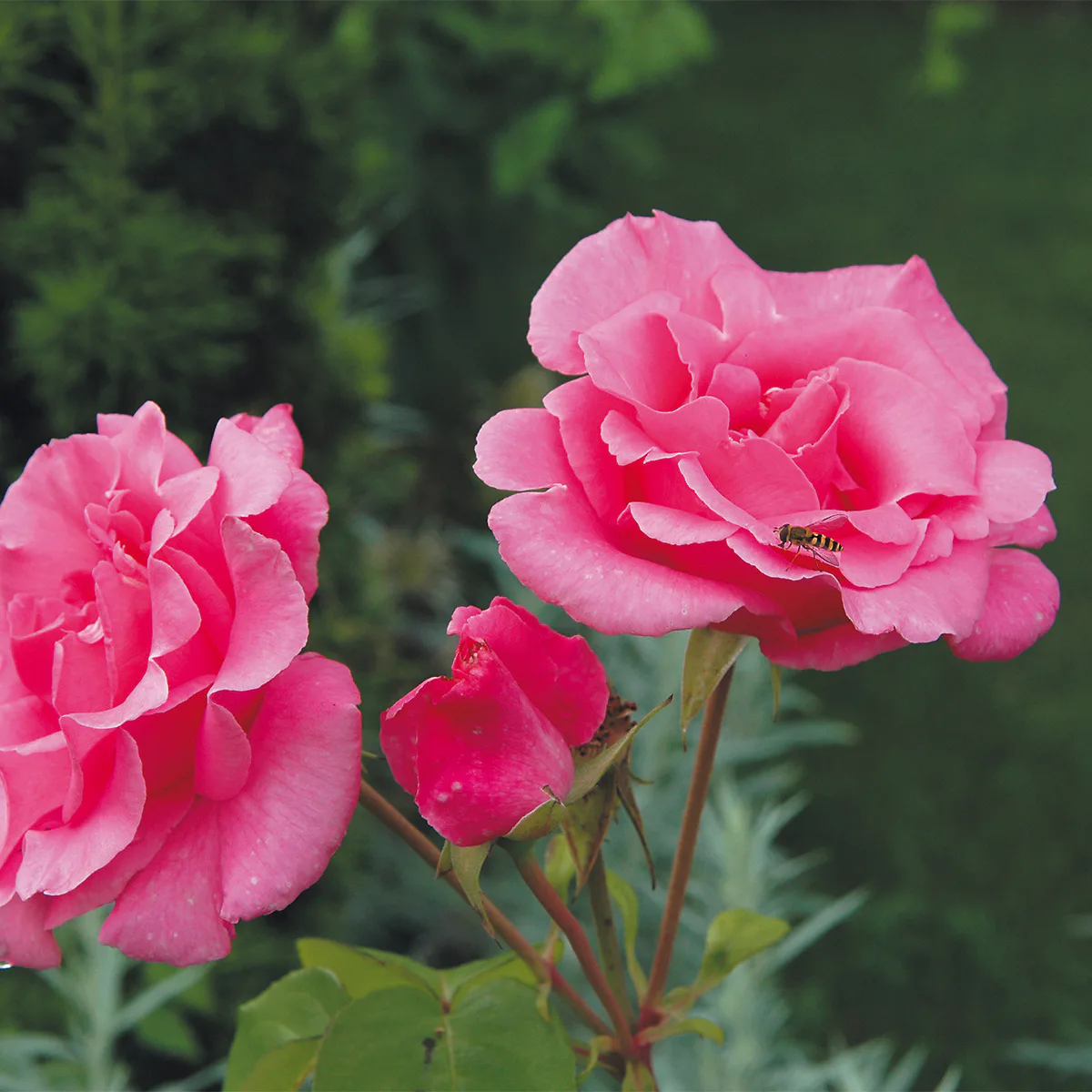 Flerblommig Rabattros Omnia Garden Sofiero