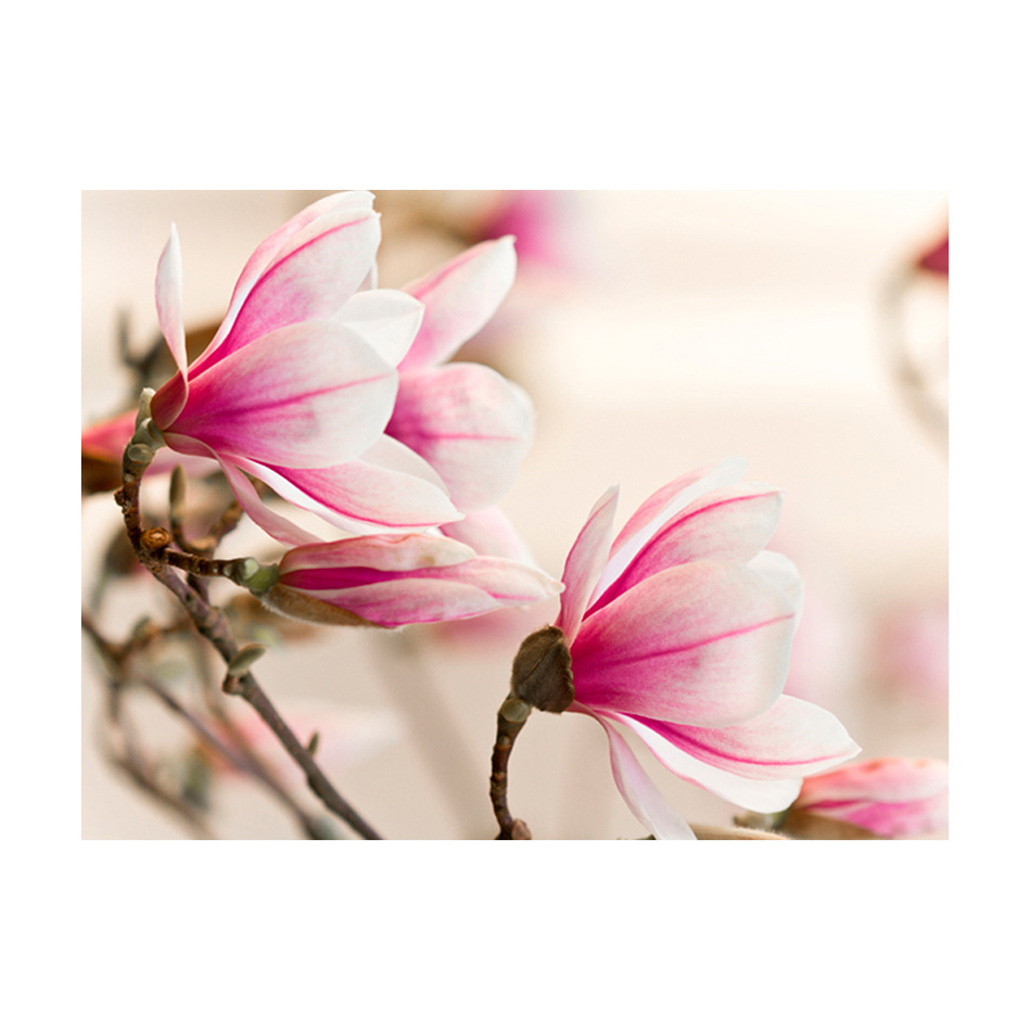 Fototapet Arkiio Branch Of Magnolia Tree
