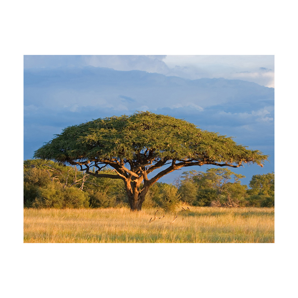 Fototapet Arkiio Afrikansk Akacia Träd, Hwange National Park, Zimbabwe