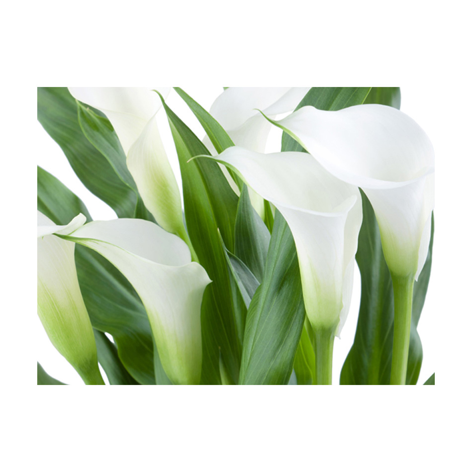 Fototapet Arkiio Blombukett Callas