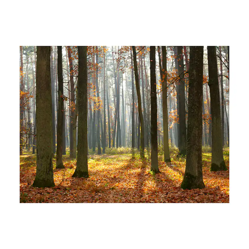 Fototapet Arkiio Autumn Trees