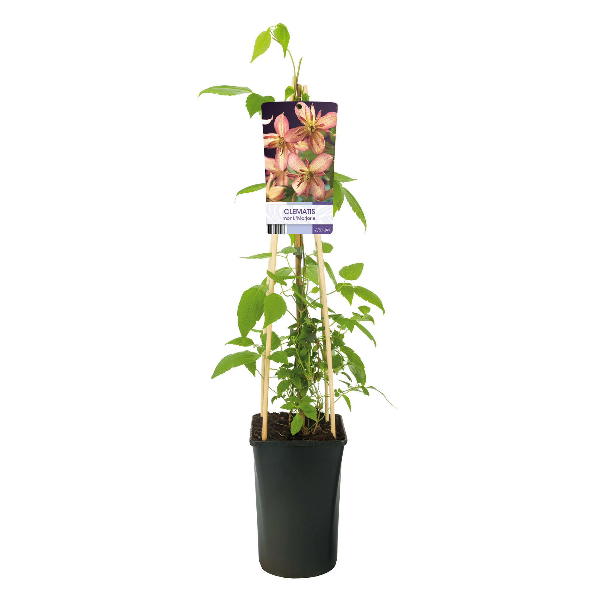 Klätterväxt Atragene Klematis Omnia Garden Marjorie 40-60 cm