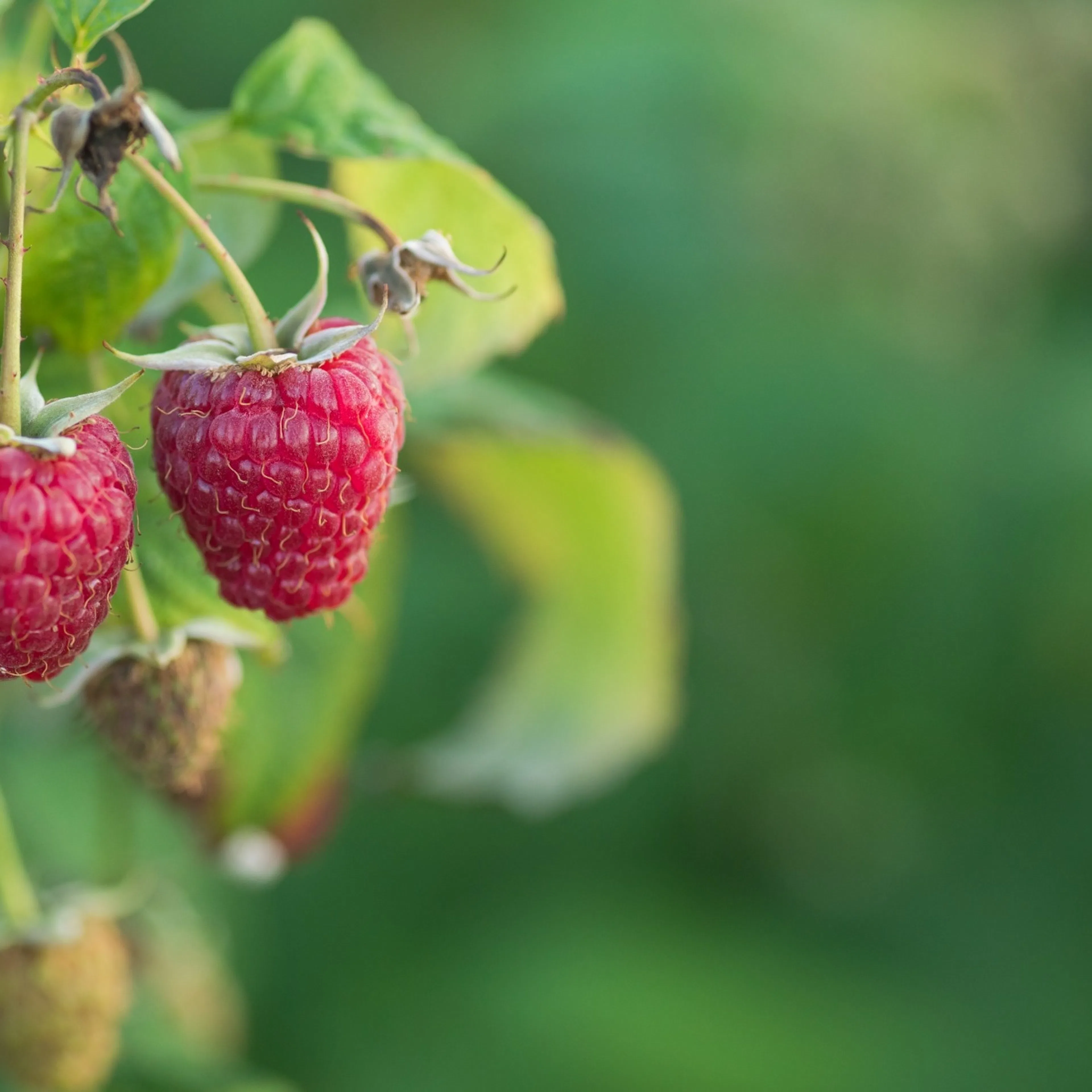 Hallon Omnia Garden Rubus Polka E