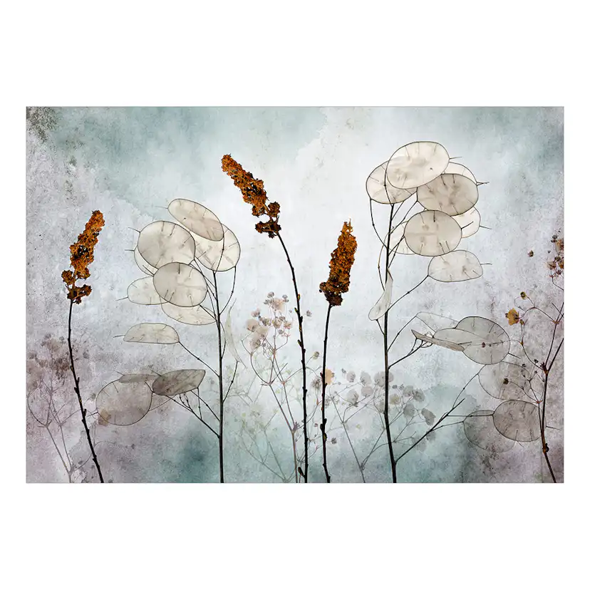 Fototapet Arkiio Lunaria in the Meadow Självhäftande