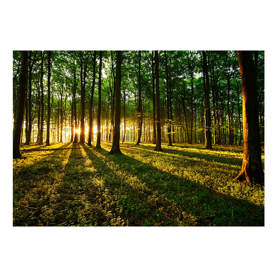 Fototapet Arkiio Spring: Morning In The Forest