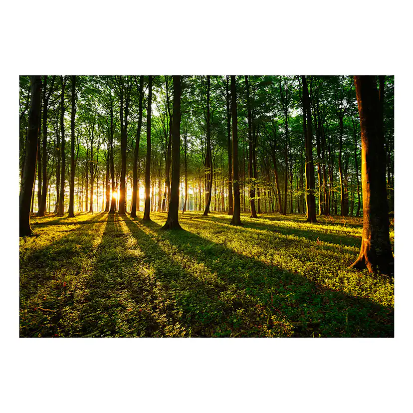 Fototapet Arkiio Spring: Morning In The Forest