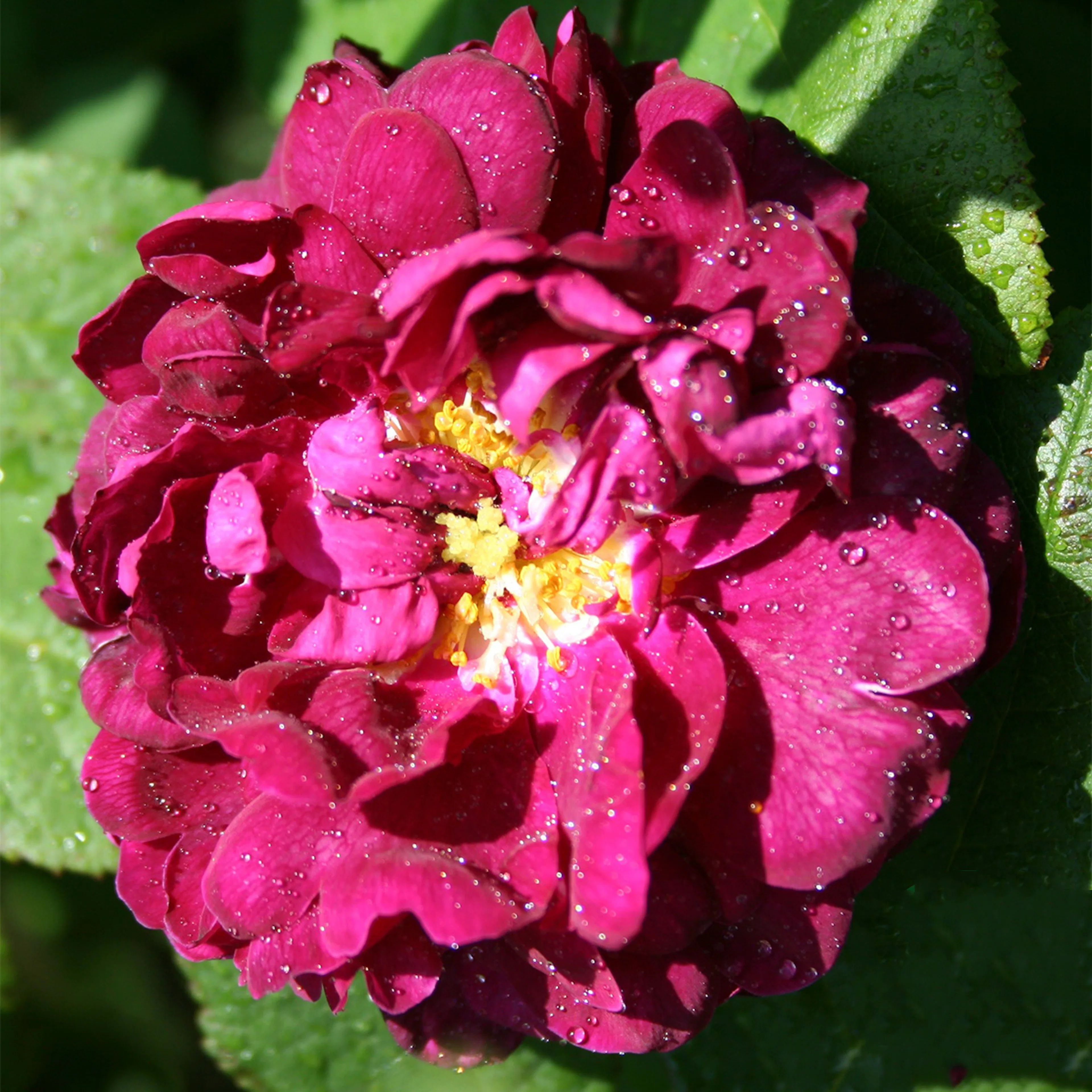 Rosa "Tuscany superb", 5-pack 5-pack