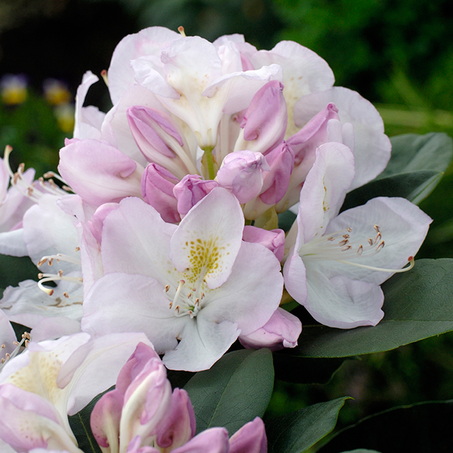 Rhododendron Omnia Garden Gomer Waterer Vitrosa Buske 30-40 cm