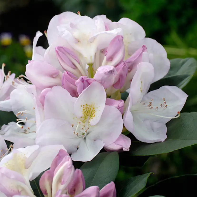 Rhododendron Omnia Garden Gomer Waterer Vitrosa Buske 30-40 cm