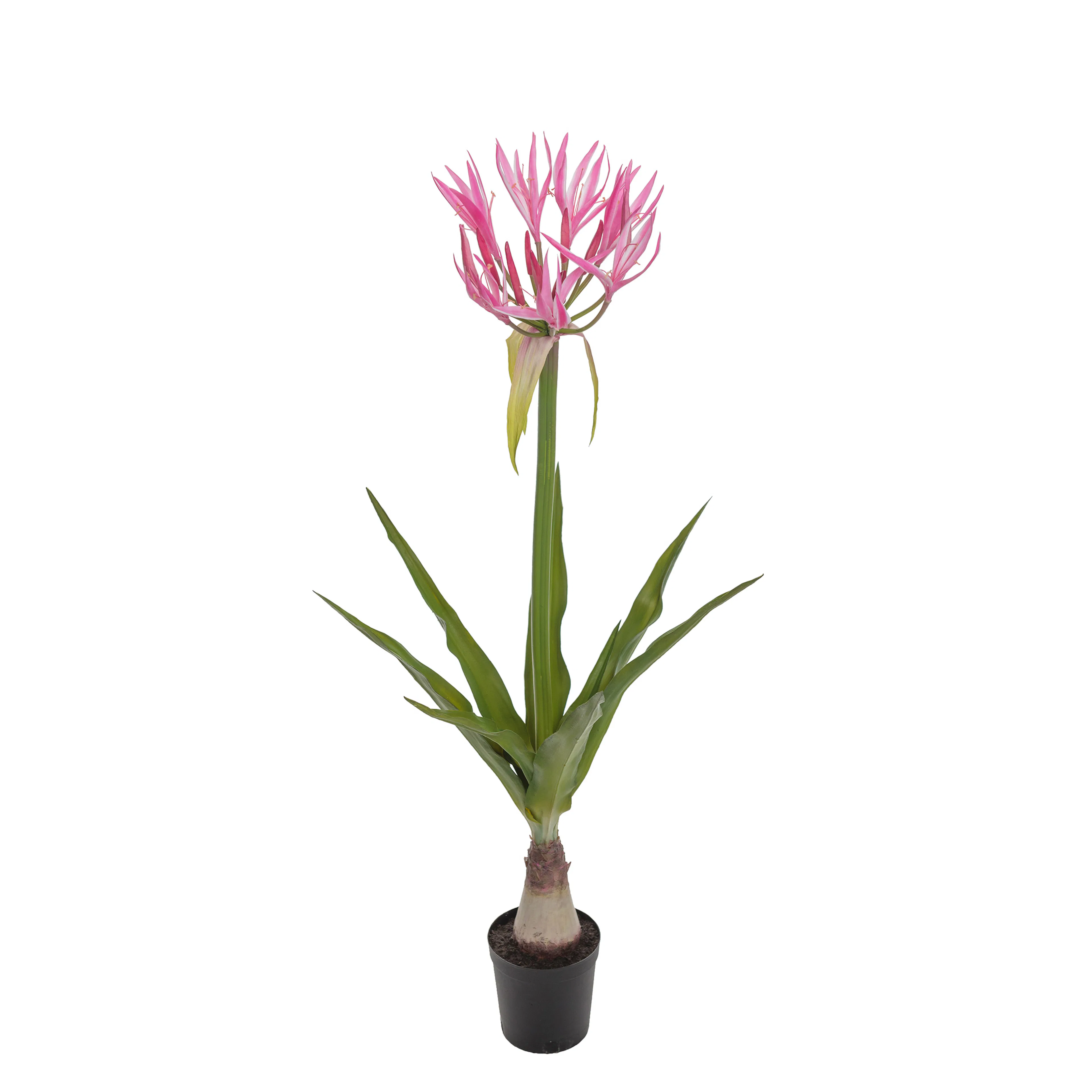 Konstväxt Mr Plant Nerine 125
