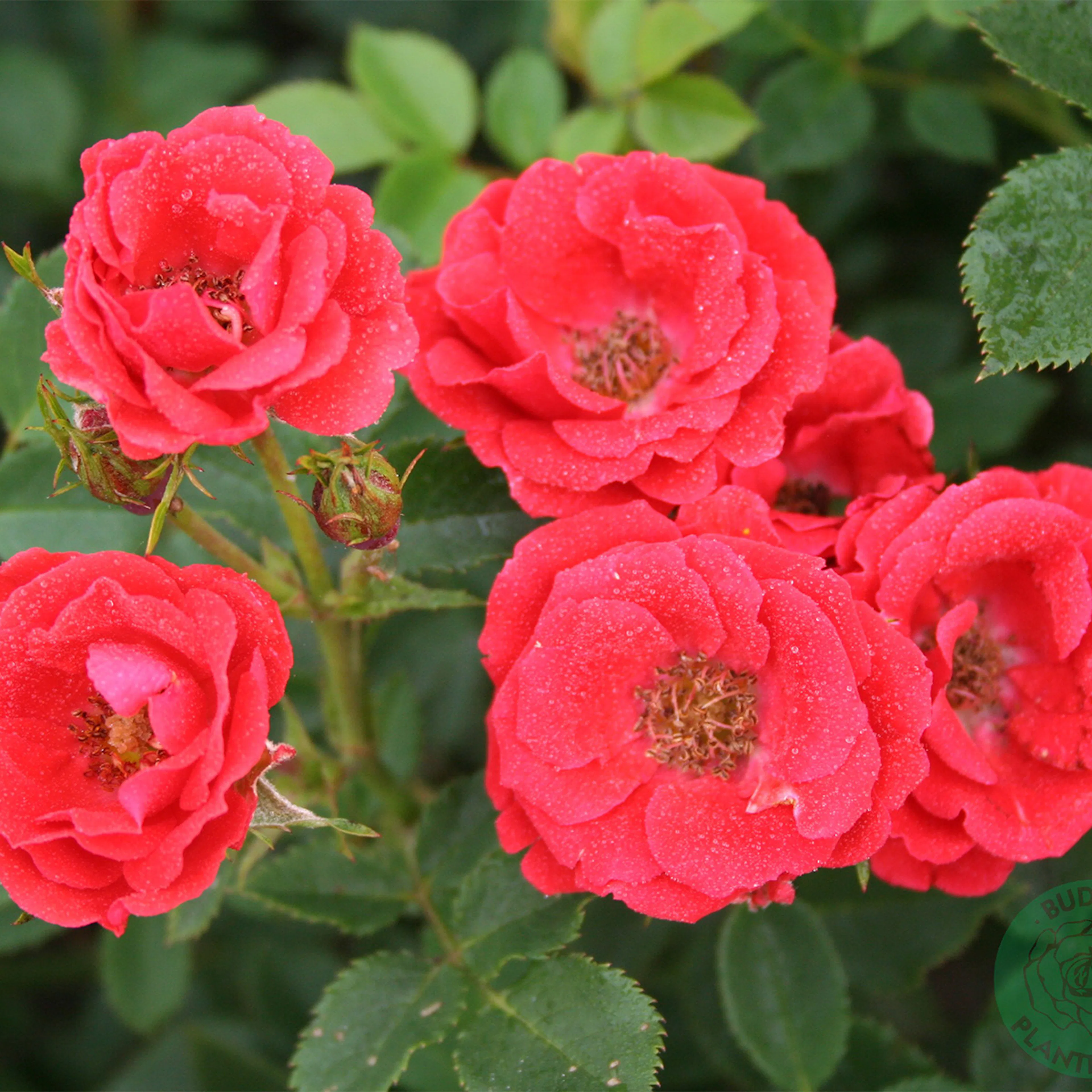 Rosa "Charming Cover", 5-pack 5-pack