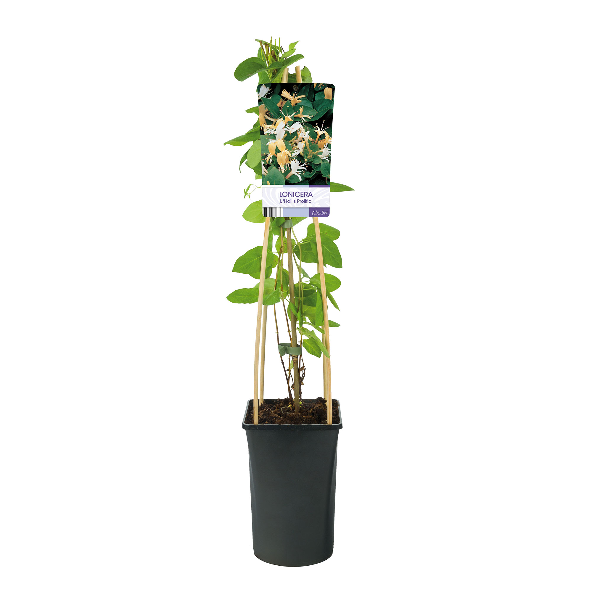 Klätterväxt Slingertry Hall`s Prolific Omnia Garden 40-60 cm