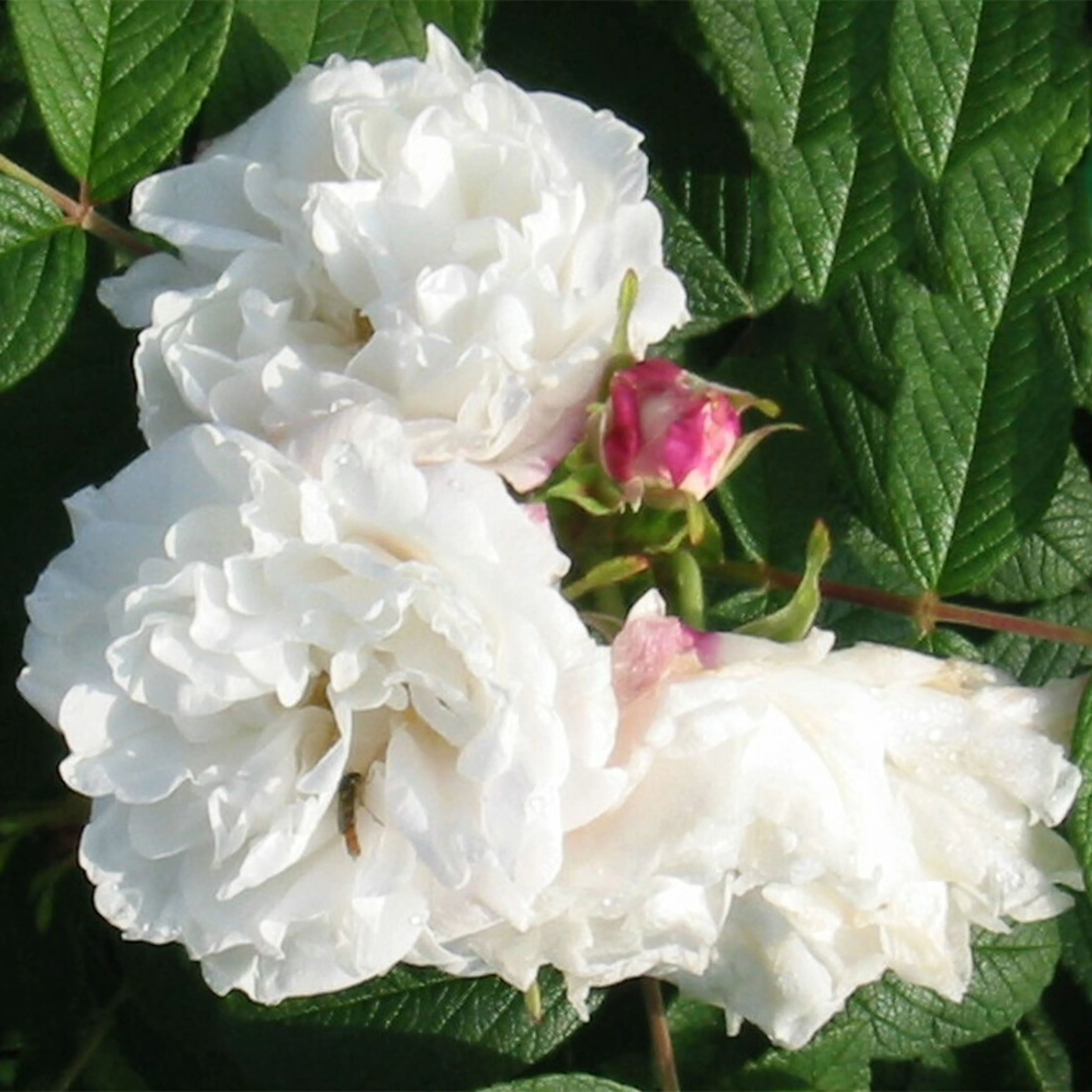 Rosa "Louis Bugnet", 5-pack 5-pack