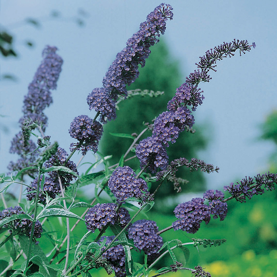 Prydnadsbuske Omnia Garden Syrénbuddleja Nanho Blue