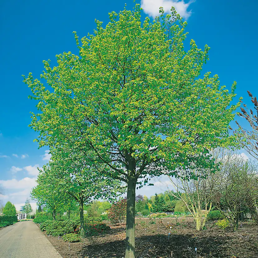 Högstamsträd Omnia Garden Skogslind Alléträd med Gröna Löv & Gulvit Blomning, 300-400 cm