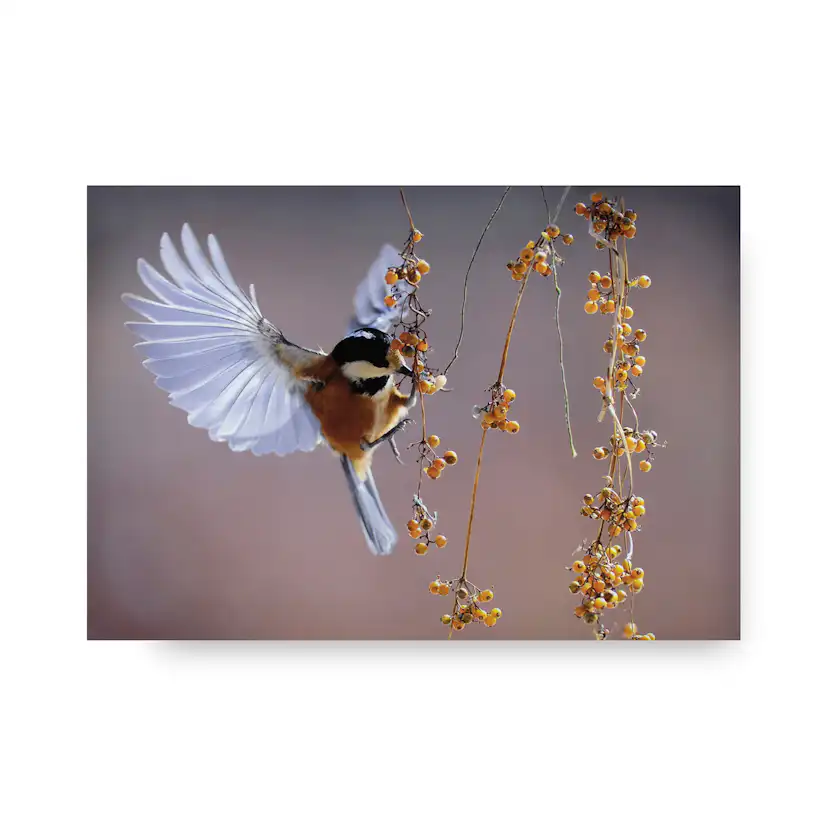 Tavla Art for the Home Bird 70x100