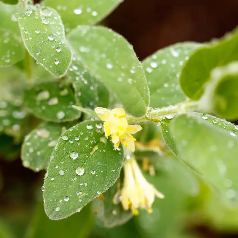 Marktäckare Omnia Garden Murgröna Storbladig