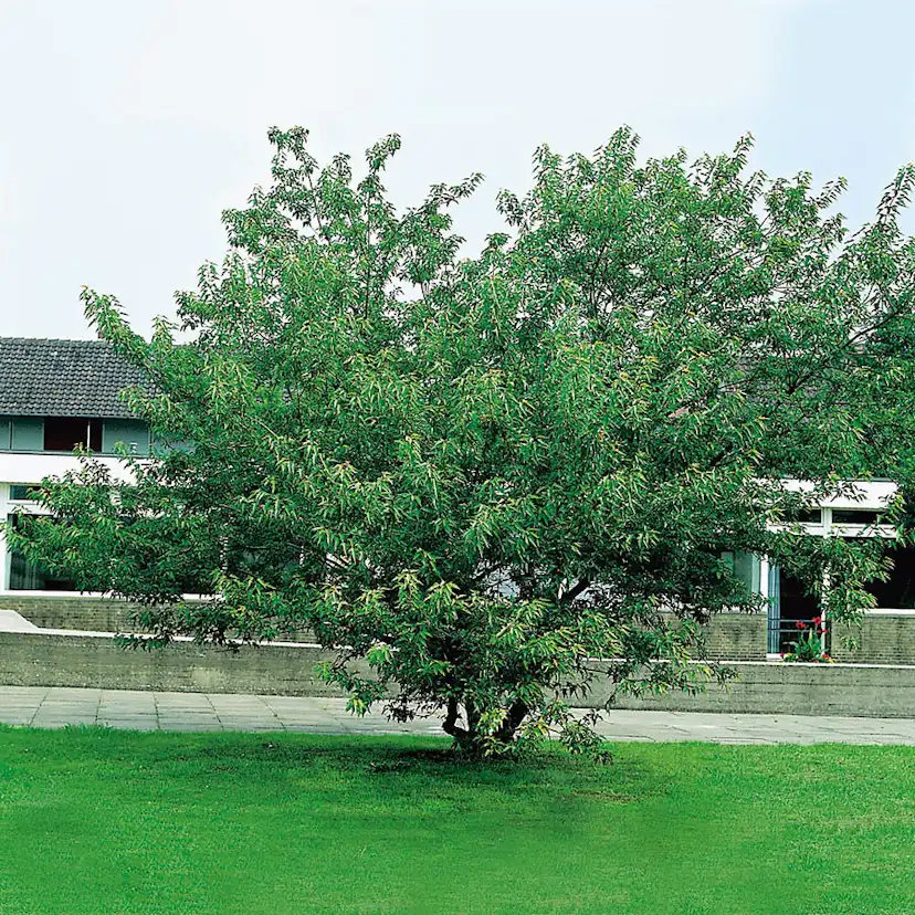 Prydnadsbuske Omnia Garden Ginnalalönn, Vit Blomning, 150-200cm