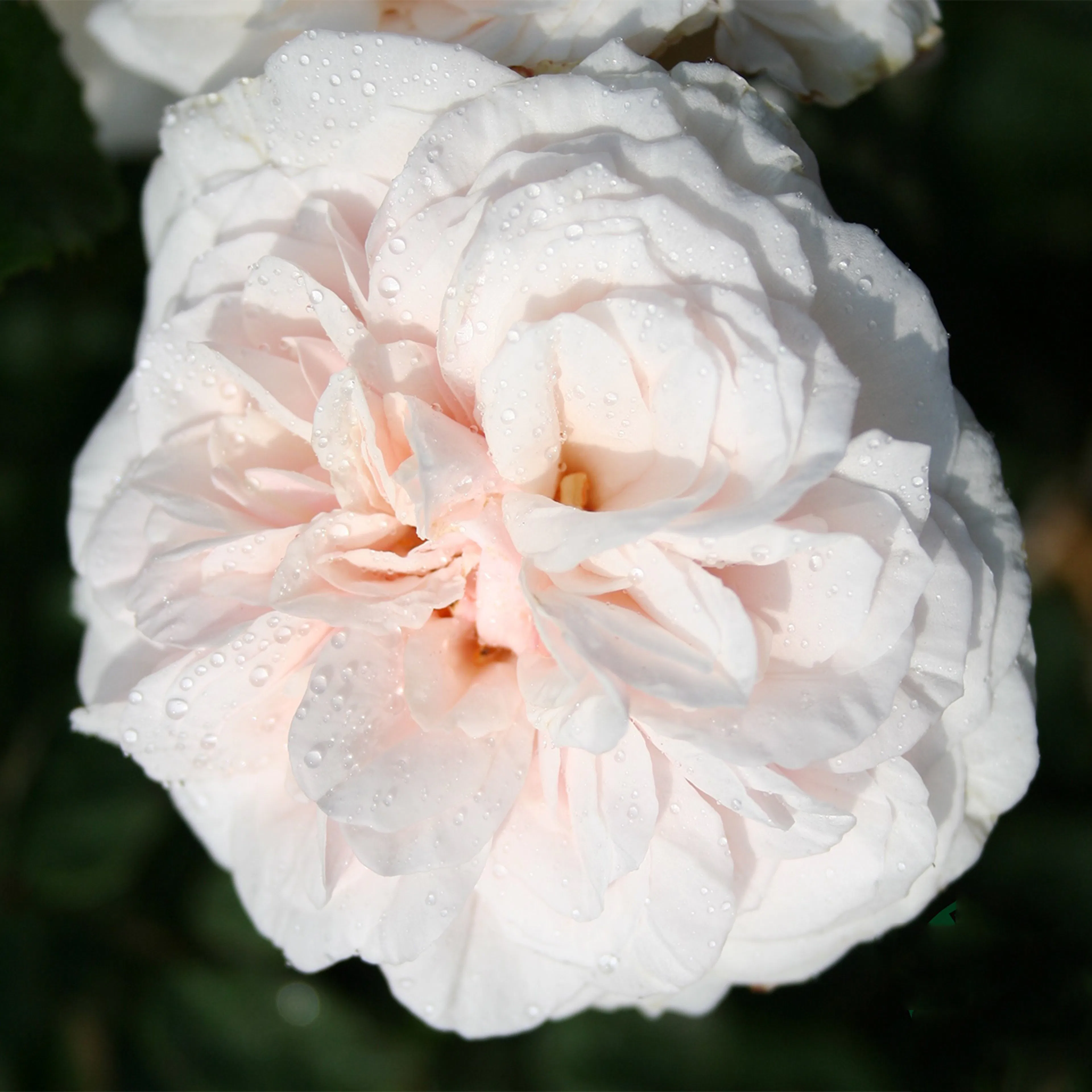 Rosa "Souvenir de la Malmaison", 5-pack 5-pack