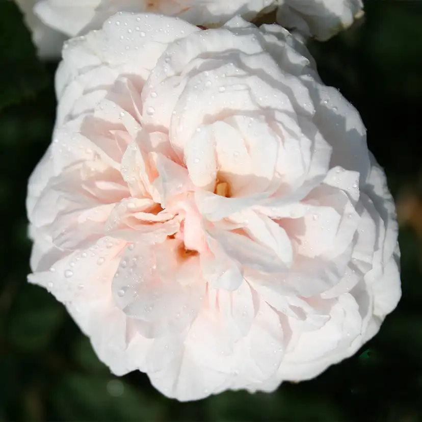 Storblommig Buskros Omnia Garden Souvenir de la Malmaison