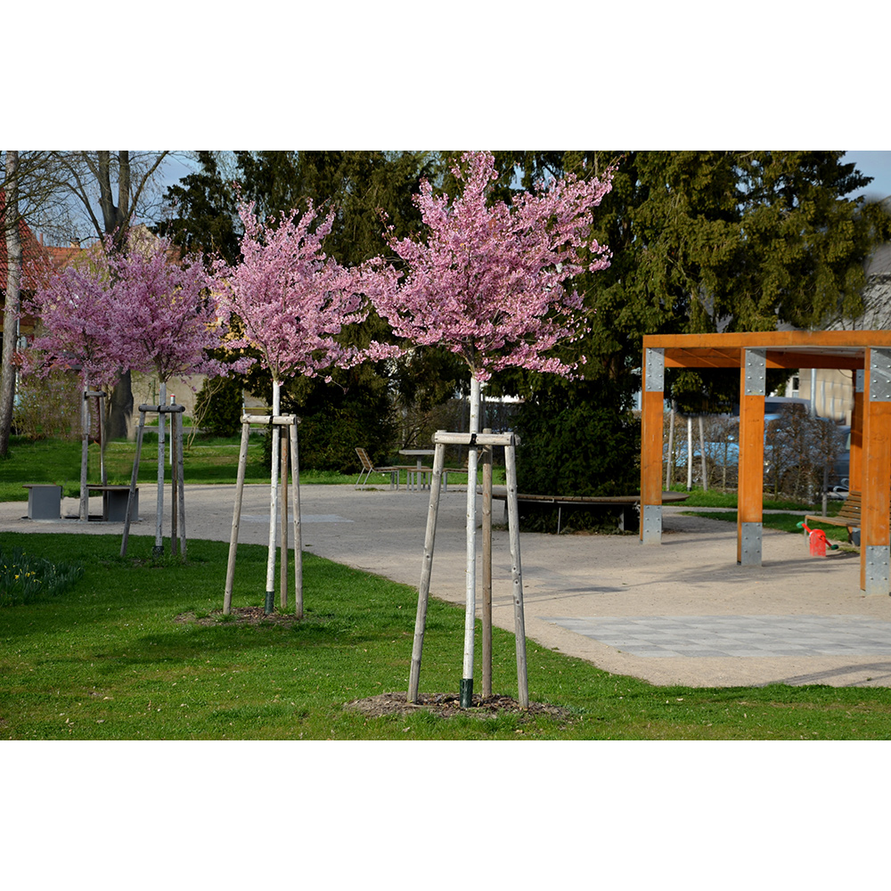 Prydnadsträd Japanskt körsbär Omnia Garden Prunus Kanzan 100-120 cm