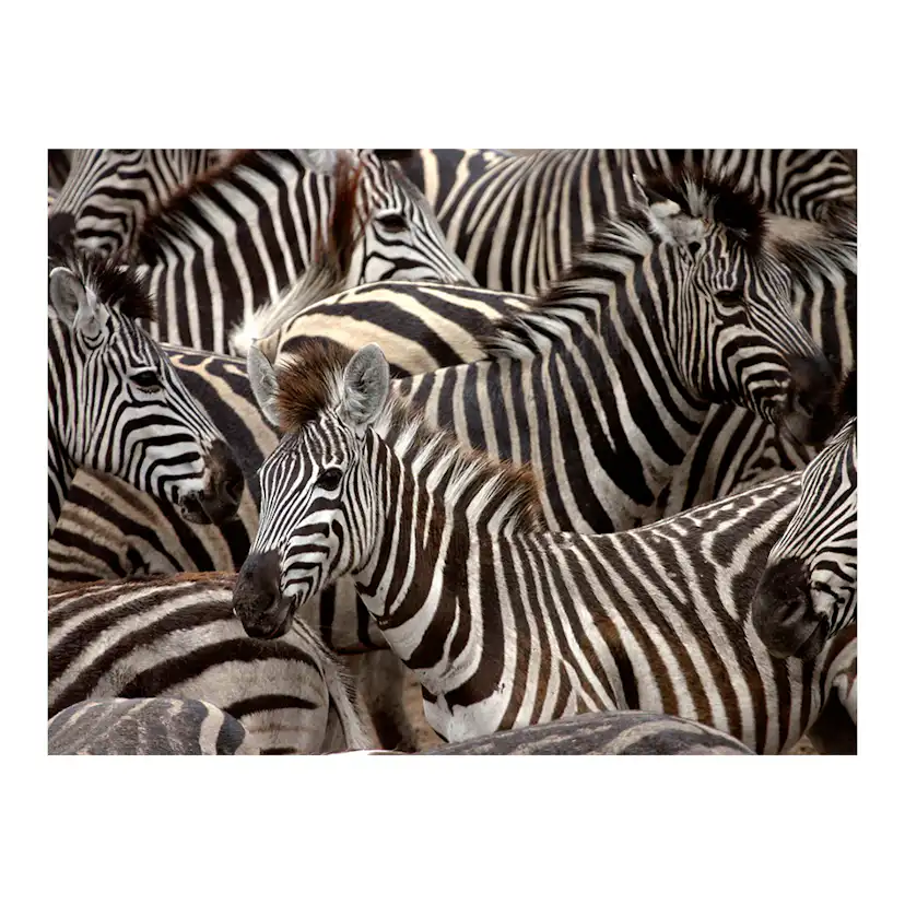 Fototapet Arkiio Herd Av Zebror
