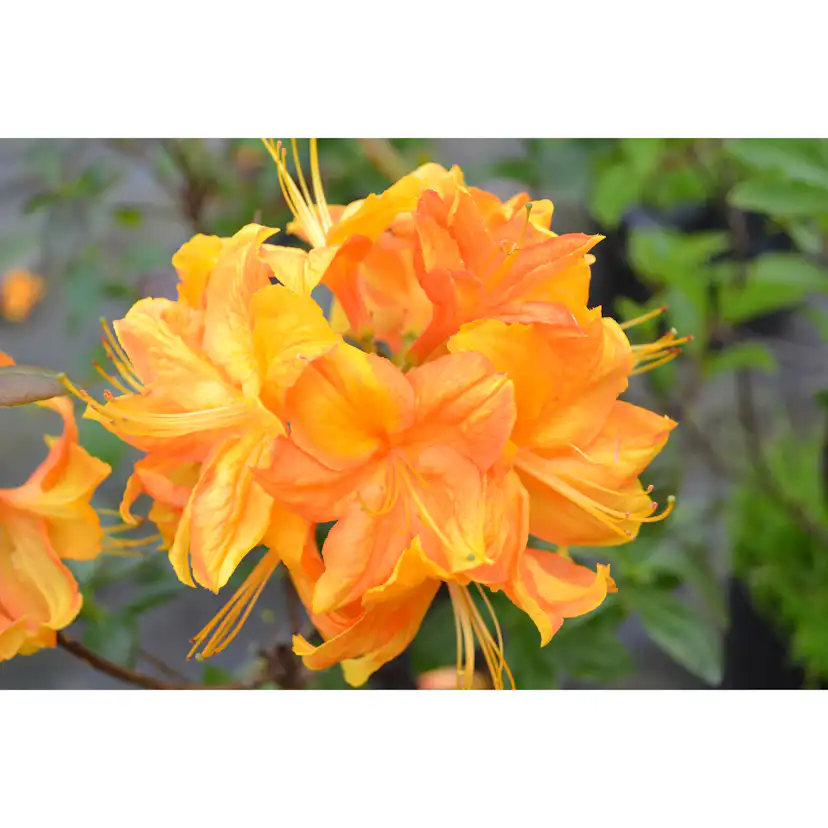 Rhododendron Azalea Omnia Garden Knaphill Klondyke 30-40 cm