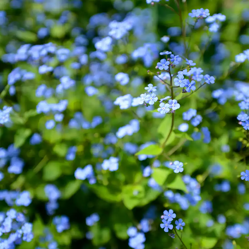 Planta Kaukasisk Förgätmigej Omnia Garden Jack Frost
