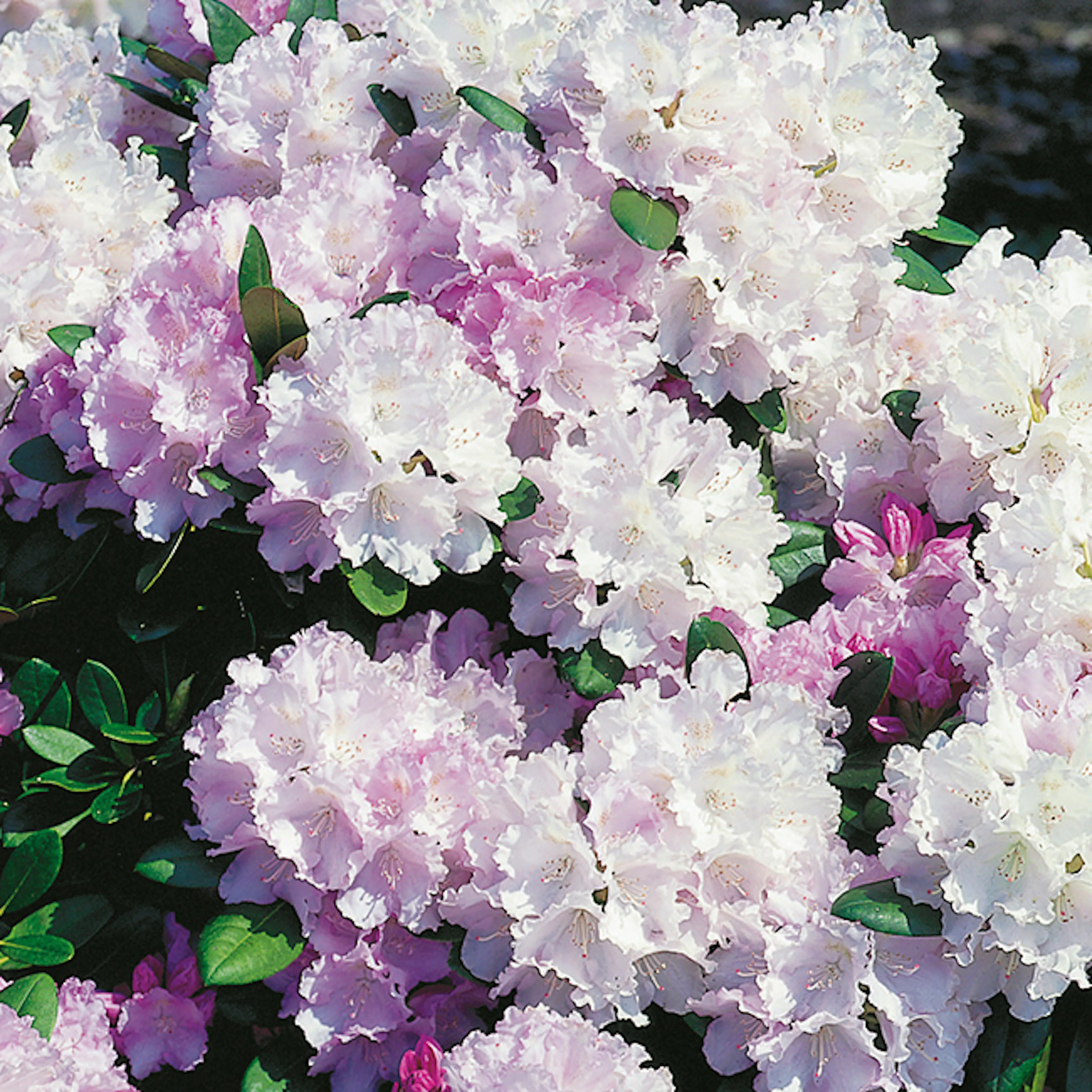Rhododendron Omnia Garden Silberwolke Vitrosa Buske 25-30 cm, 1 st/frp