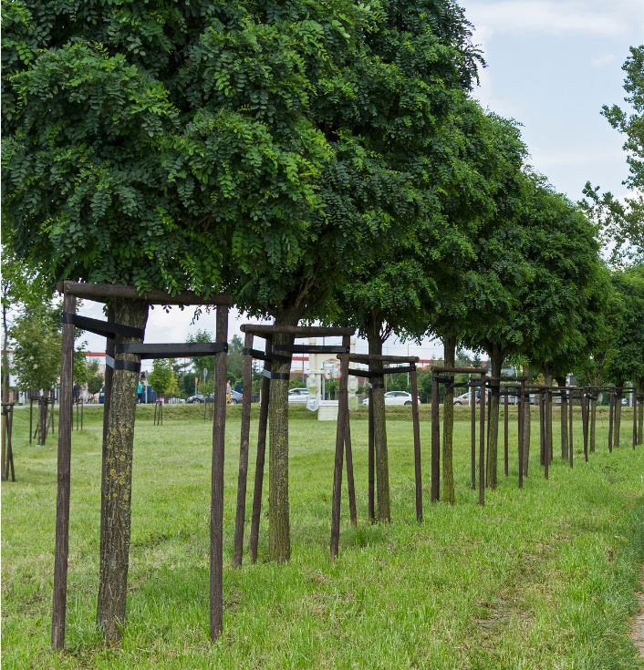 Prydnadsträd Omnia Garden Klotrobinia Umbraculifera 100-120 cm