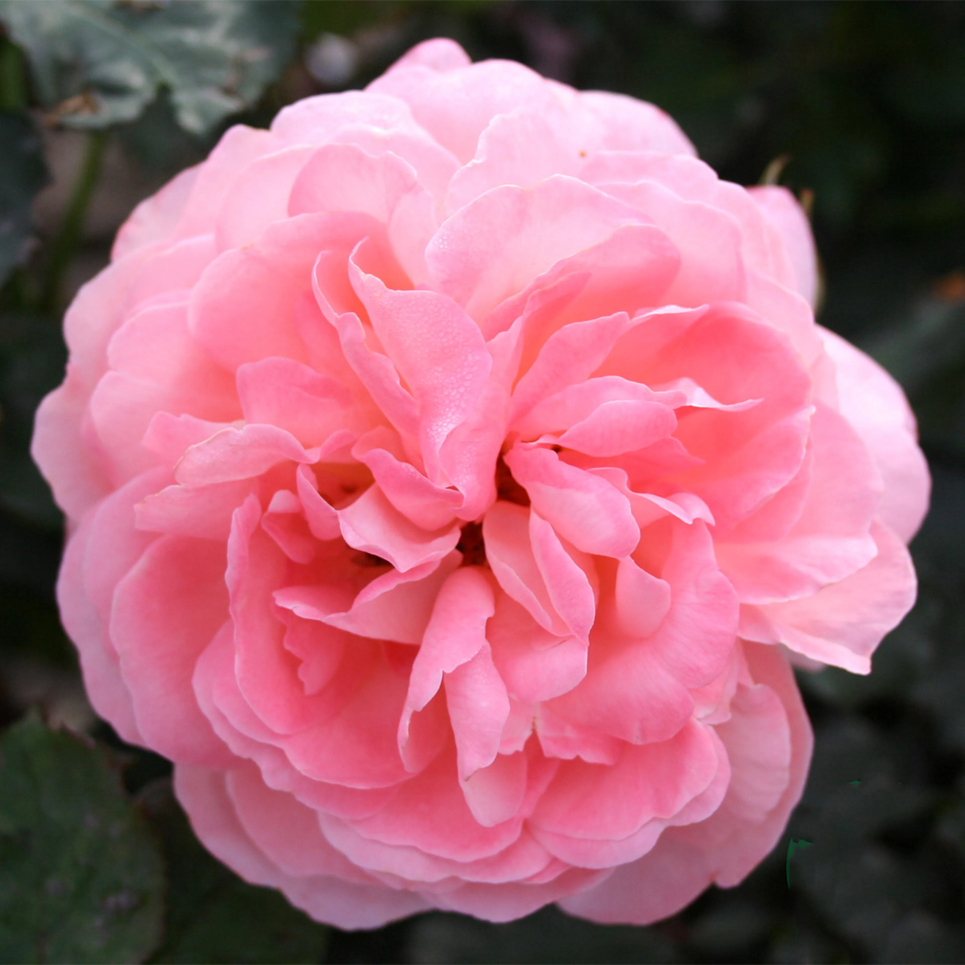 Rosa "Sissel Renaissance", 5-pack 5-pack