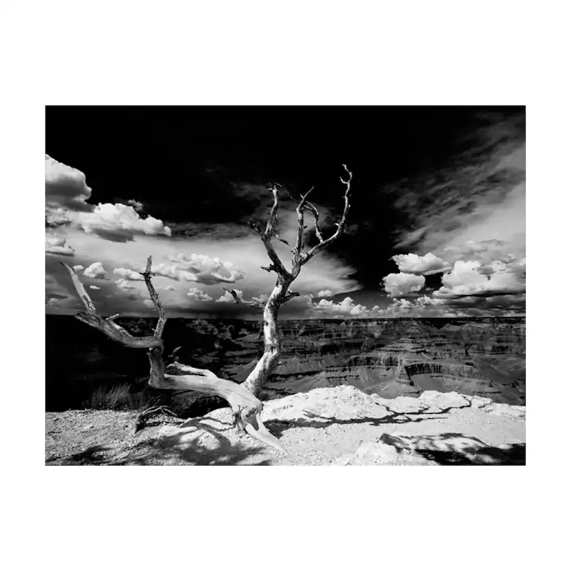 Fototapet Arkiio Grand Canyon Träd