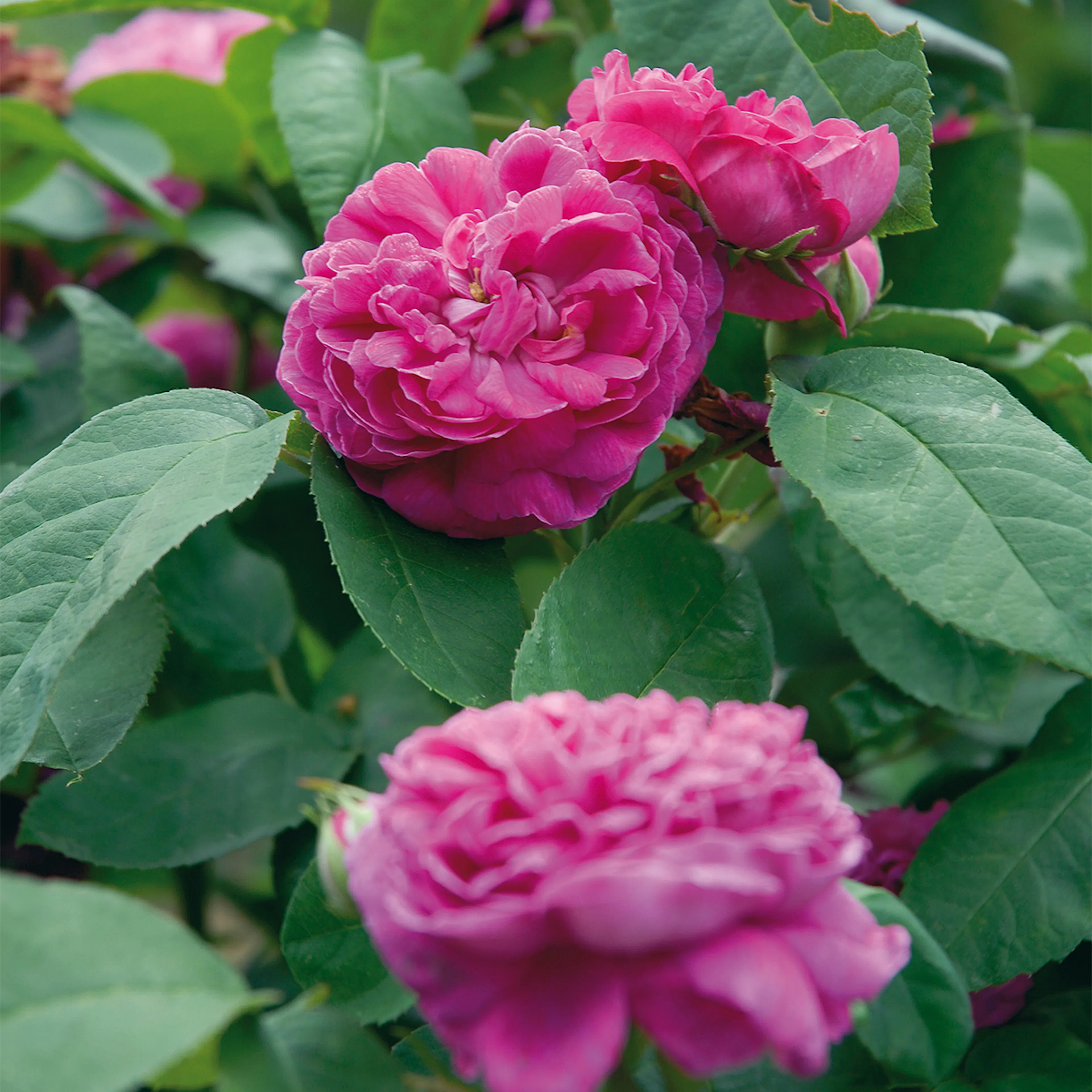 Rosa "Rose de Rescht", 10-pack 10-pack